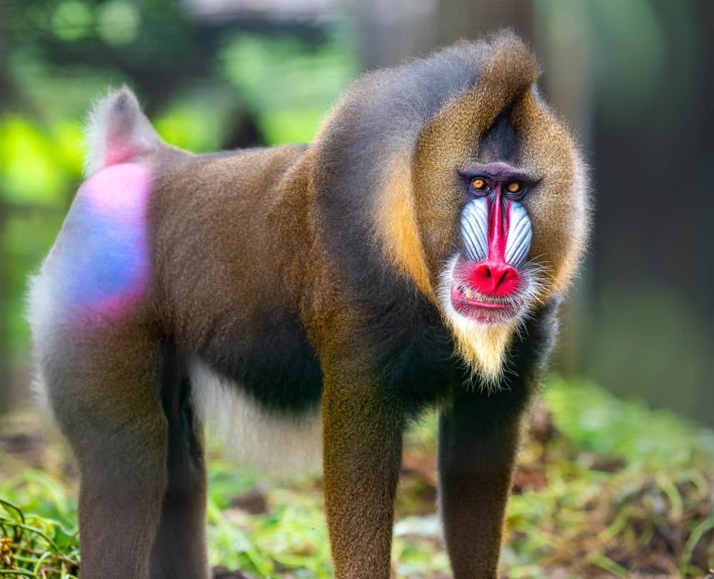 Astounding Facts About Primates that Never Cease to Amaze