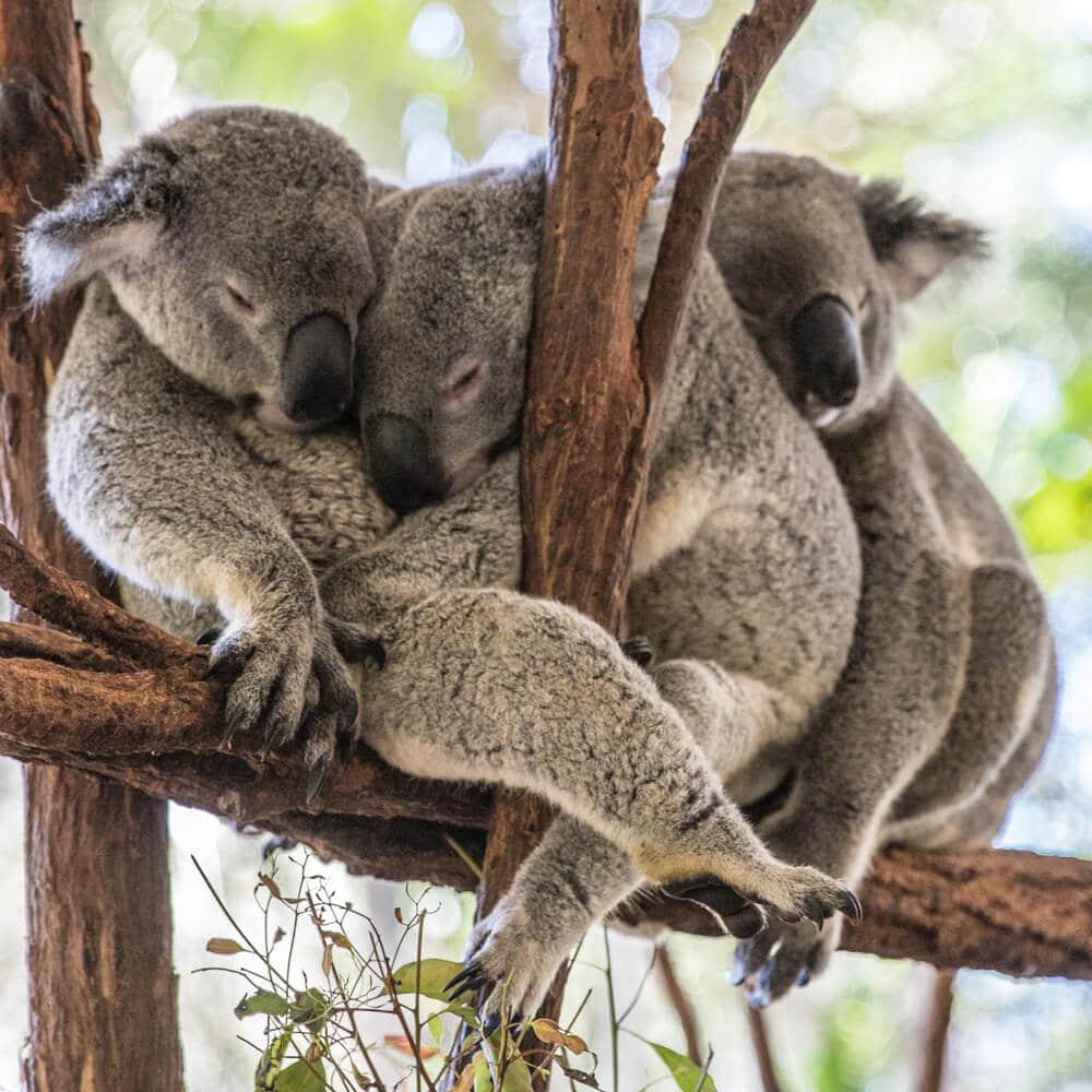 Times Koalas Were Anything But Cute