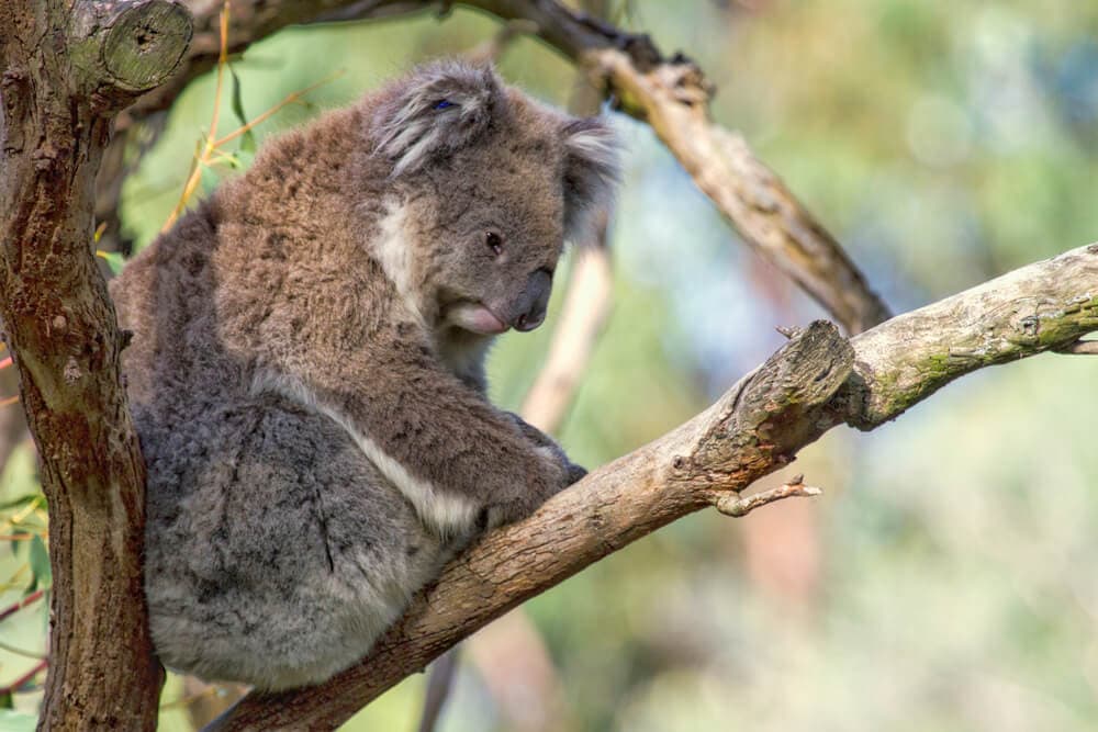 Times Koalas Were Anything But Cute