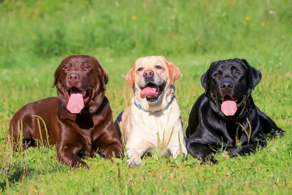 These Dog Breeds Have Evolved to be the Most Elite