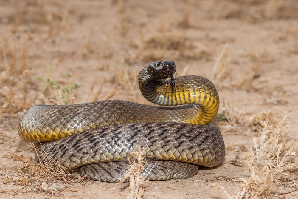 The Most Venomous Snakes On Planet Earth Today