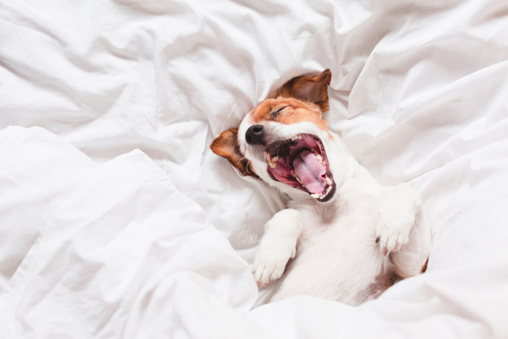 The Science Behind Why Yawning Is &#8216;Contagious&#8217;