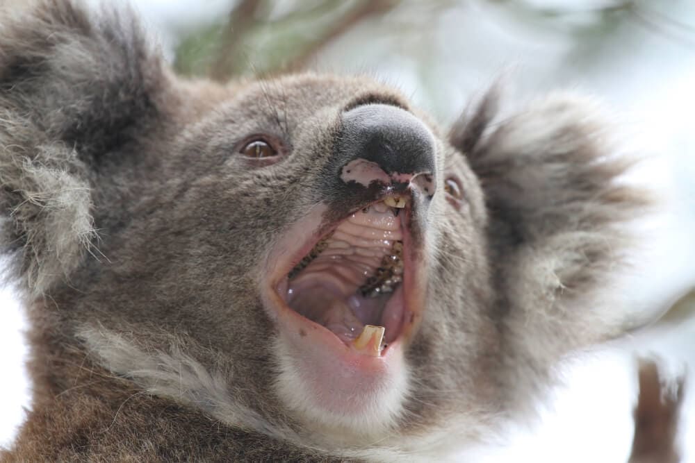 Times Koalas Were Anything But Cute