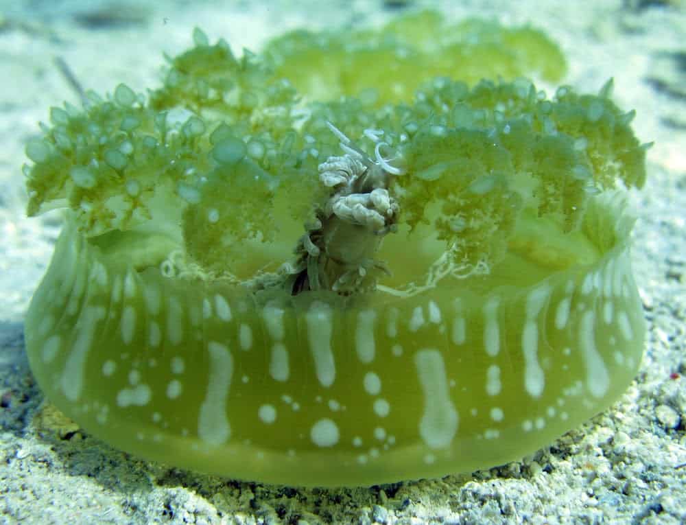 Jellyfish Snot Can Sting a Human Without Even Touching Skin