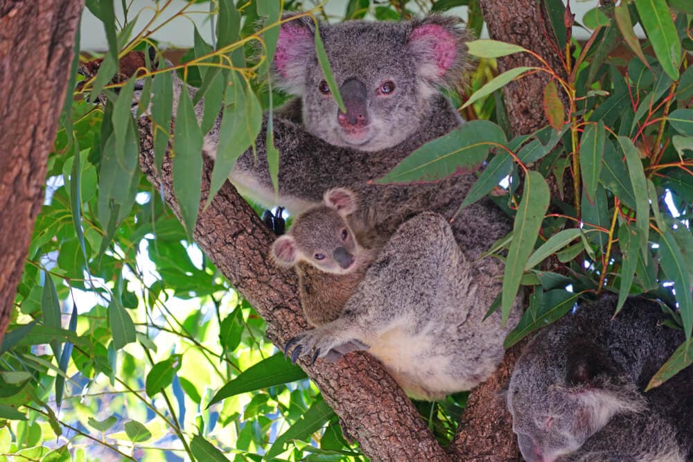 Times Koalas Were Anything But Cute