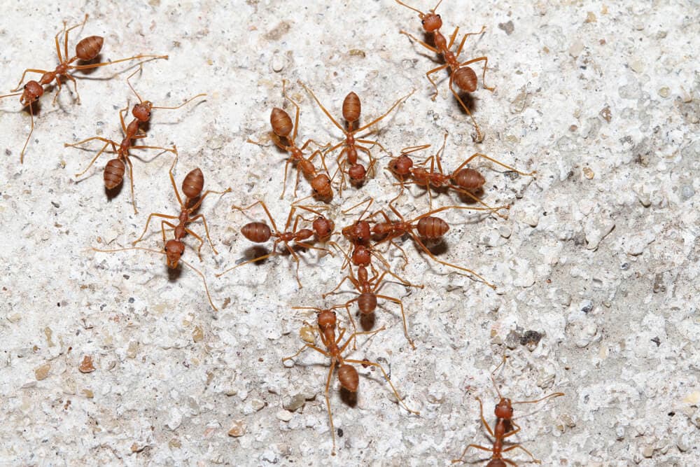 Here&#8217;s How Ants and Other Animals Find Their Way Home