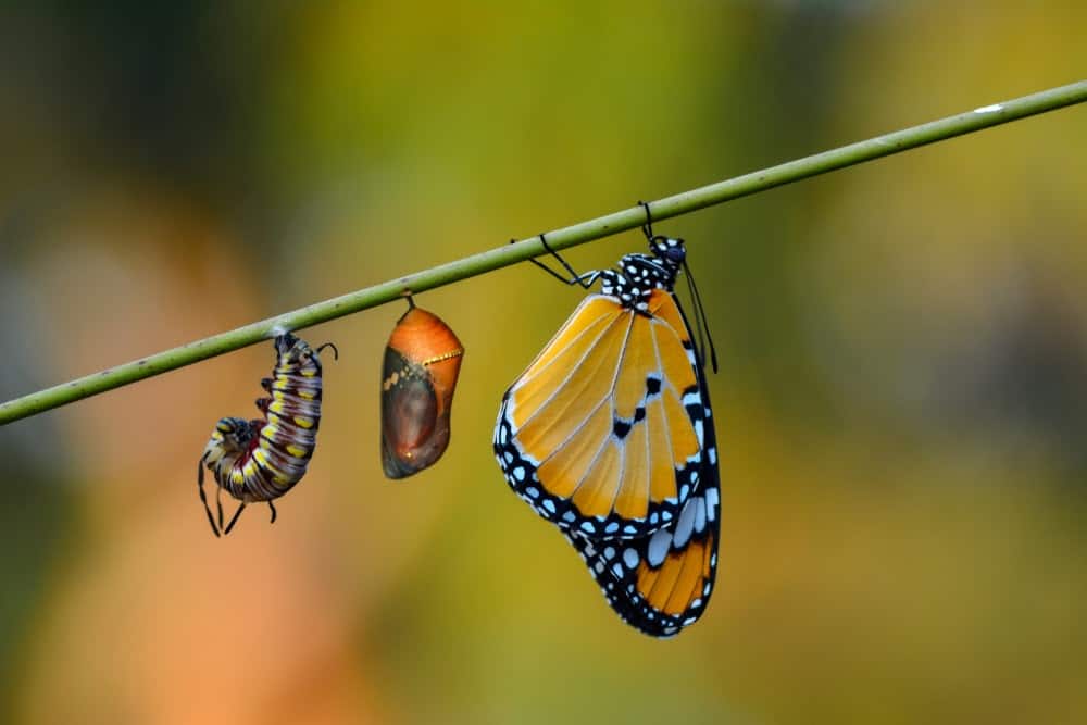 Monarch Patterns Are Changing &#8211; Here&#8217;s Why