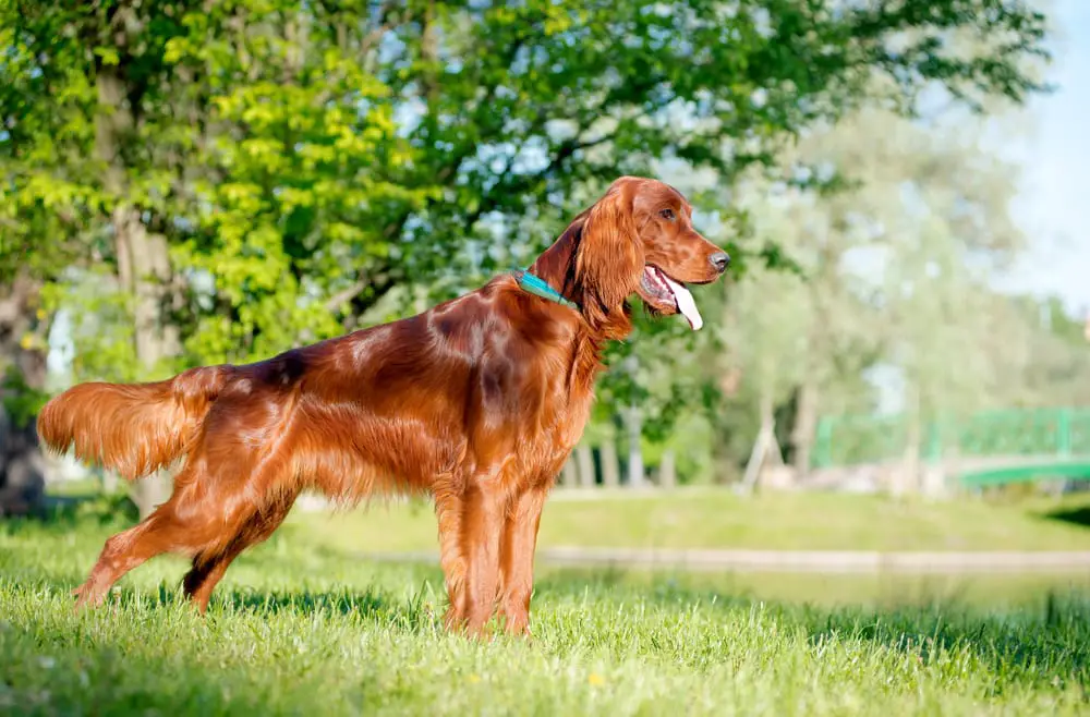 These Dog Breeds Have Evolved to be the Most Elite