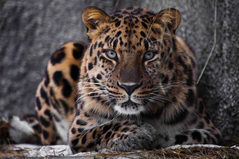 40 of the Most Impressive Predatory Cats in Nature