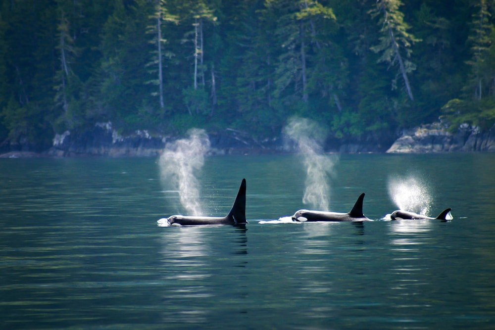 Why Orcas are the Scariest Predator in the Sea