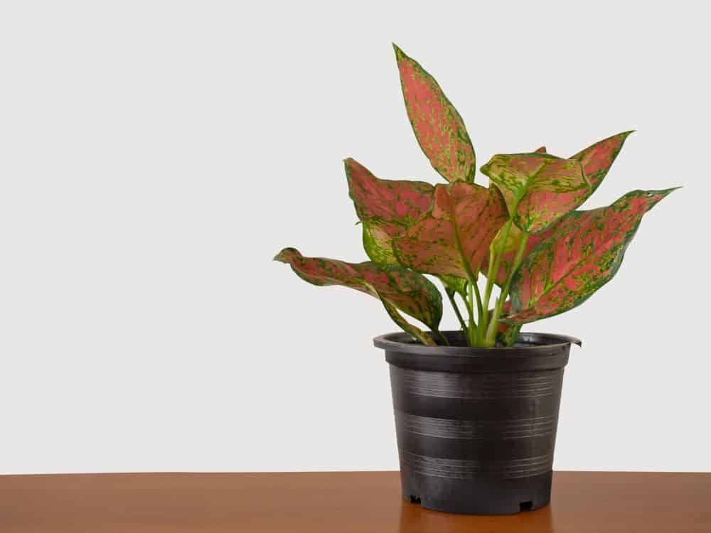 Exploring If Indoor Plants Really Improve Air Quality