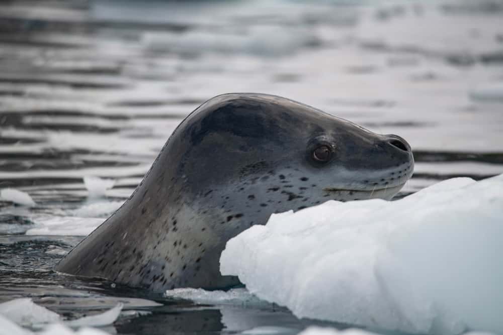 35 Amazing Animals that Live in the Coldest Waters Around the World