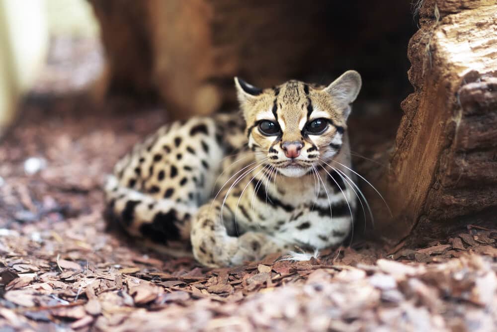 40 of the Most Impressive Predatory Cats in Nature