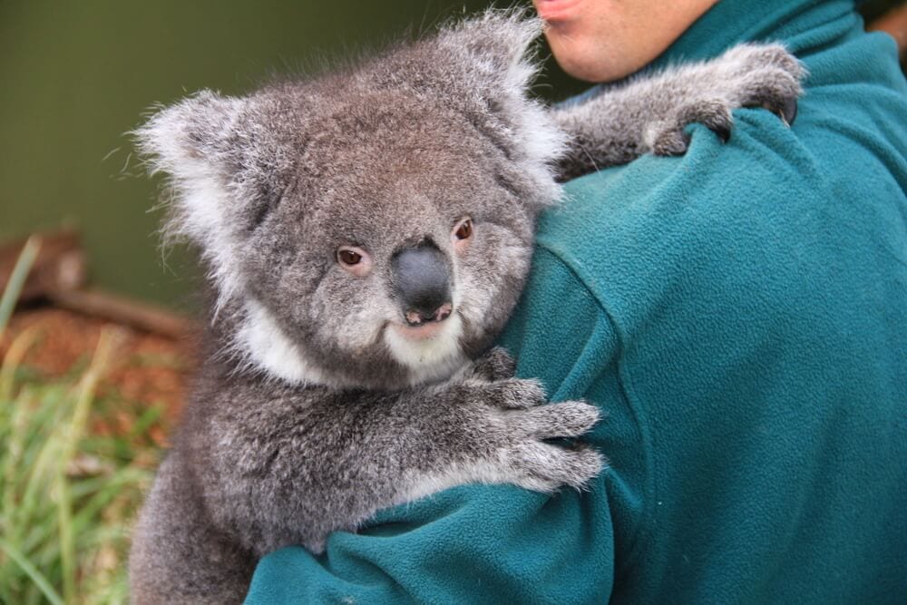 Times Koalas Were Anything But Cute