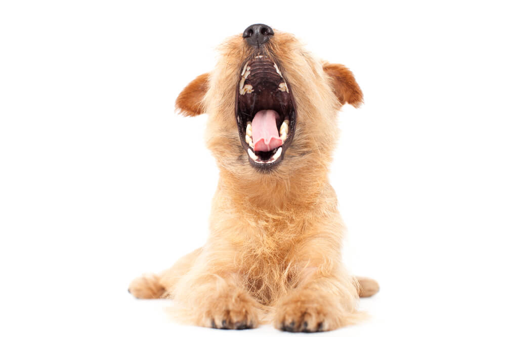 The Science Behind Why Yawning Is &#8216;Contagious&#8217;