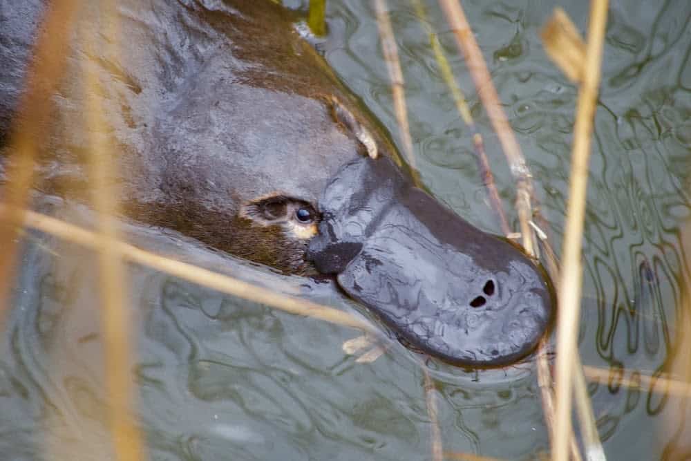 29 Sea Creatures with Superpower-Like Abilities