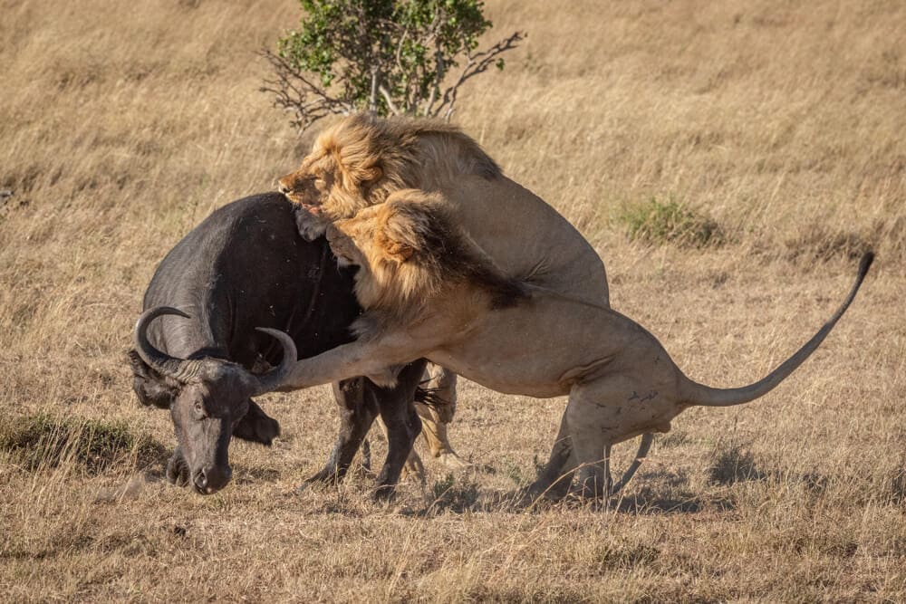 People Open Up About Their Nightmare Wildlife Safari Stories