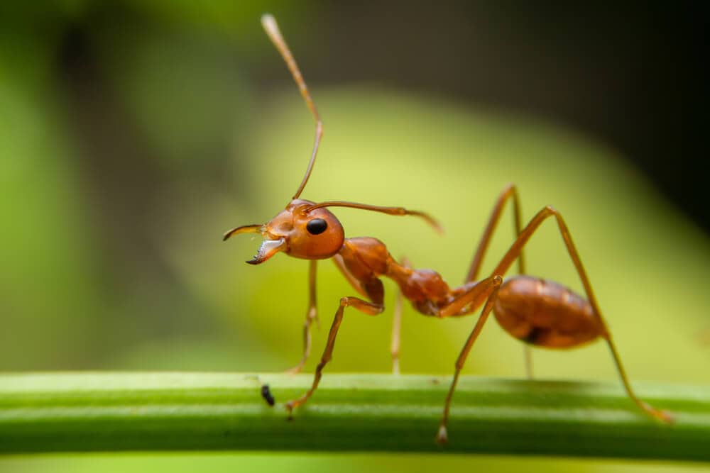 The 25 Most Painful Bites And Stings On The Planet