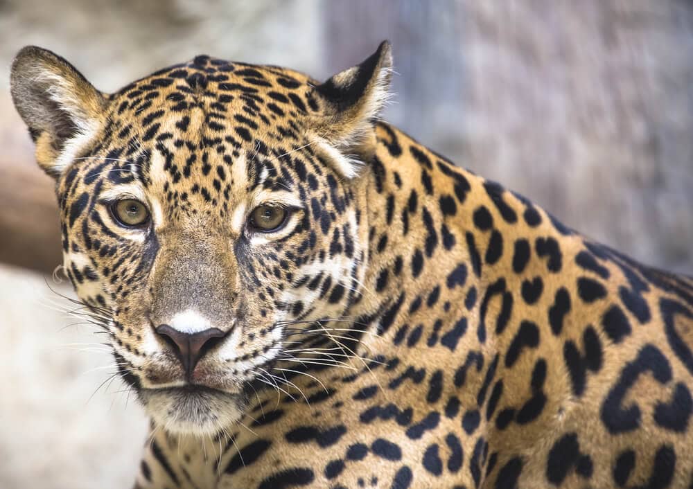 40 of the Most Impressive Predatory Cats in Nature