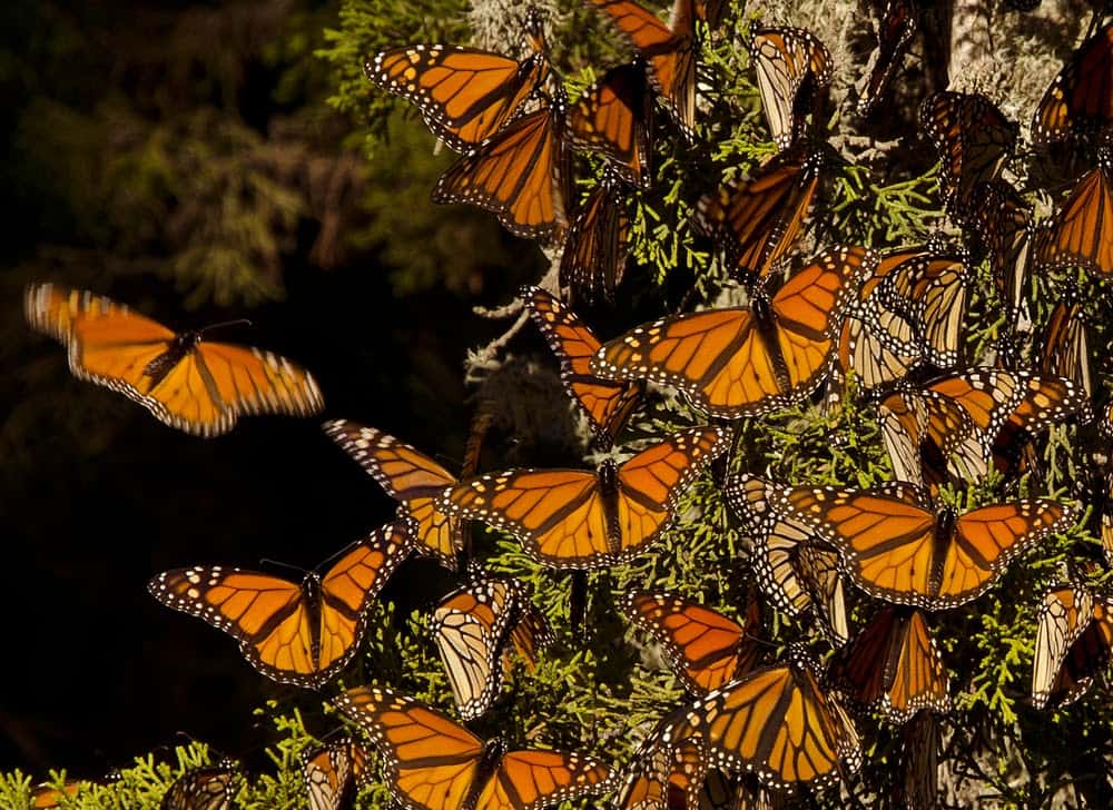 Monarch Patterns Are Changing &#8211; Here&#8217;s Why