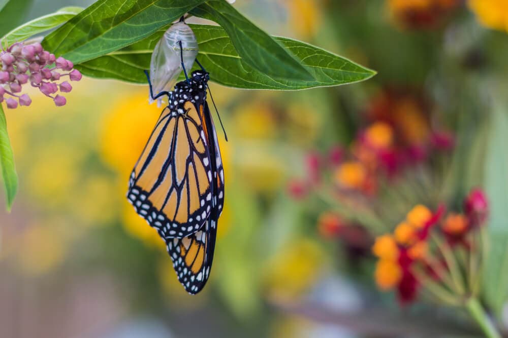 Monarch Patterns Are Changing &#8211; Here&#8217;s Why