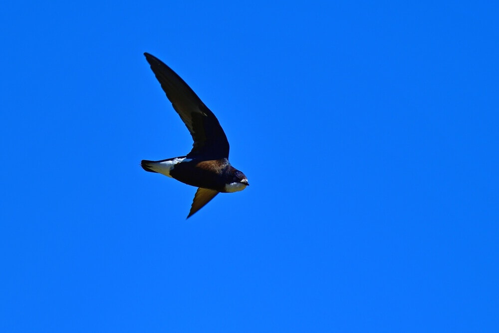 The Fastest Animals on the Planet Today