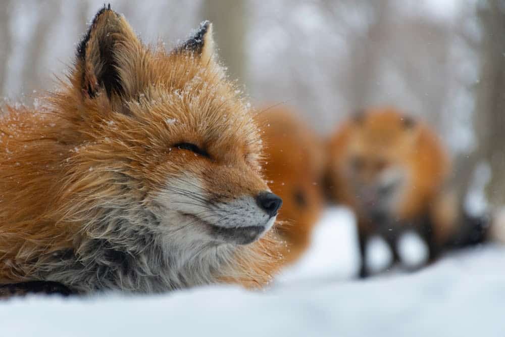 New Species Living in Fukushima, Japan&#8217;s Nuclear Accident Zone