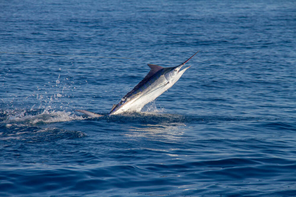 The Fastest Animals on the Planet Today