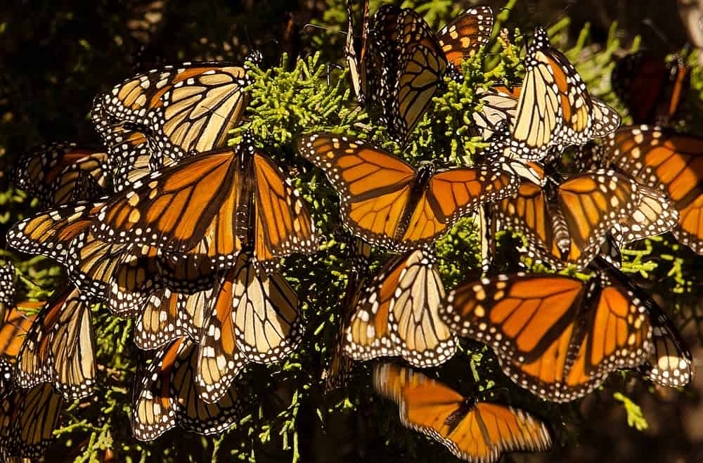 Monarch Patterns Are Changing &#8211; Here&#8217;s Why