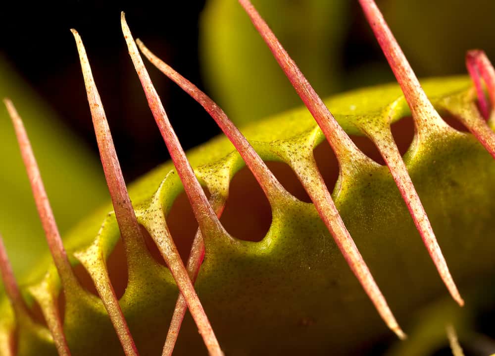 The Venus Flytrap Isn’t the Only Carnivorous Plant