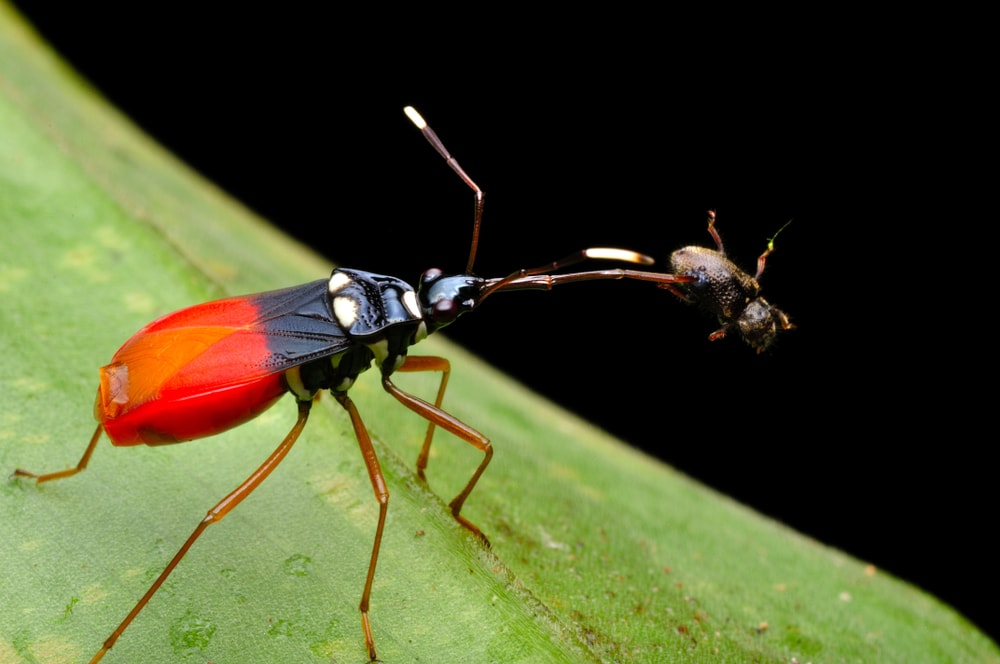 The Most Dangerous Animals In The World and Where They Like To Lurk