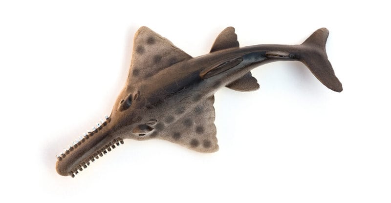 A List of Ancient Sharks from Small to Scary