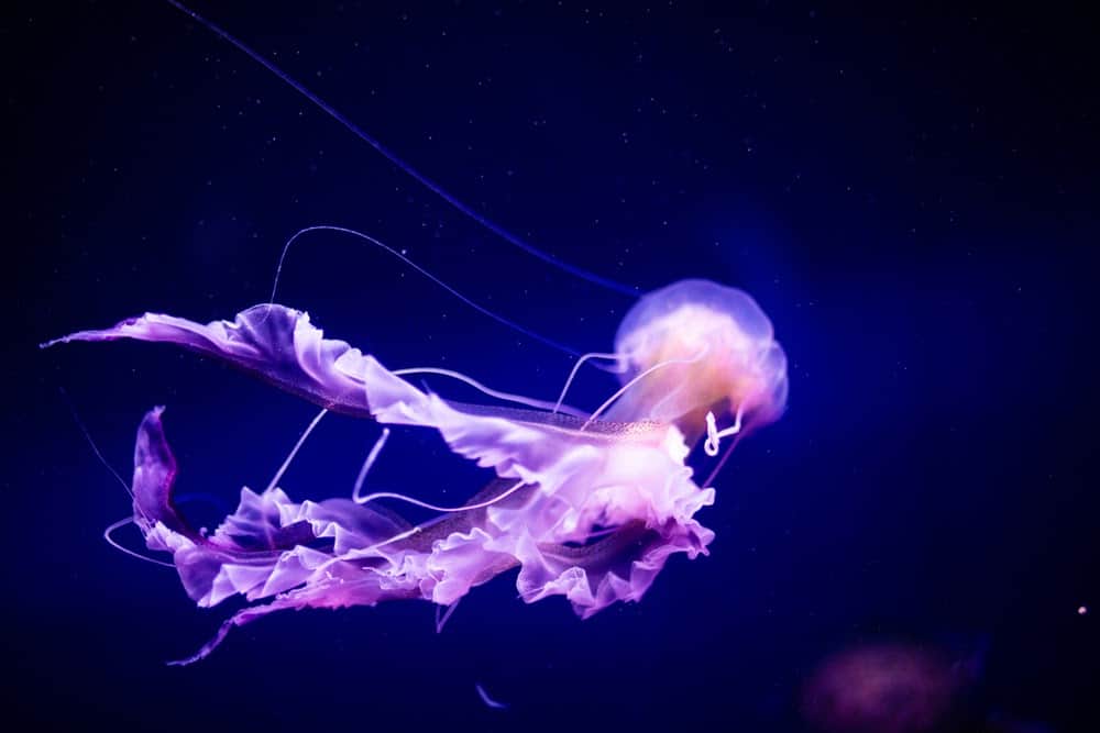 Jellyfish Snot Can Sting a Human Without Even Touching Skin