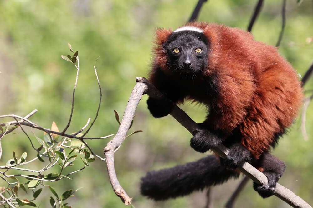 Some of these Majestic Animals Can Only be Found in Madagascar