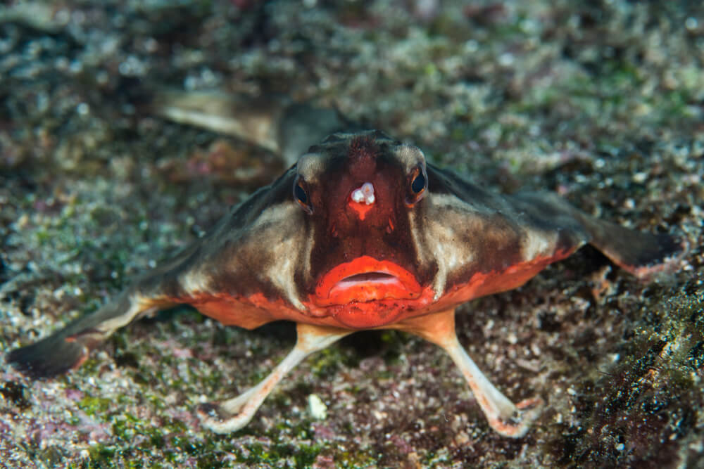 Otherwordly Sea Creatures People Rarely See