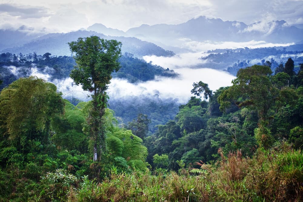 Amazing Creatures Found in the World&#8217;s Largest Rainforest