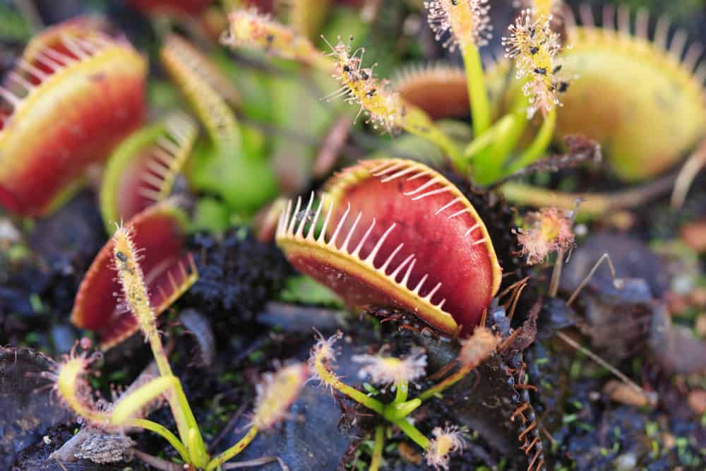 The Venus Flytrap Isn’t the Only Carnivorous Plant