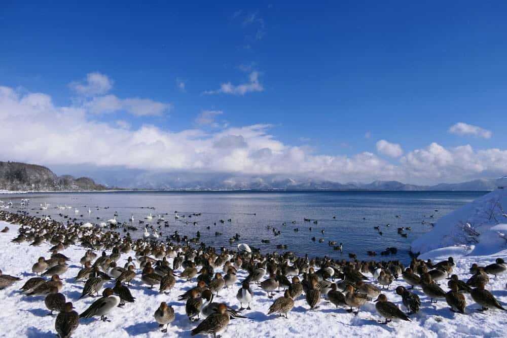 New Species Living in Fukushima, Japan&#8217;s Nuclear Accident Zone