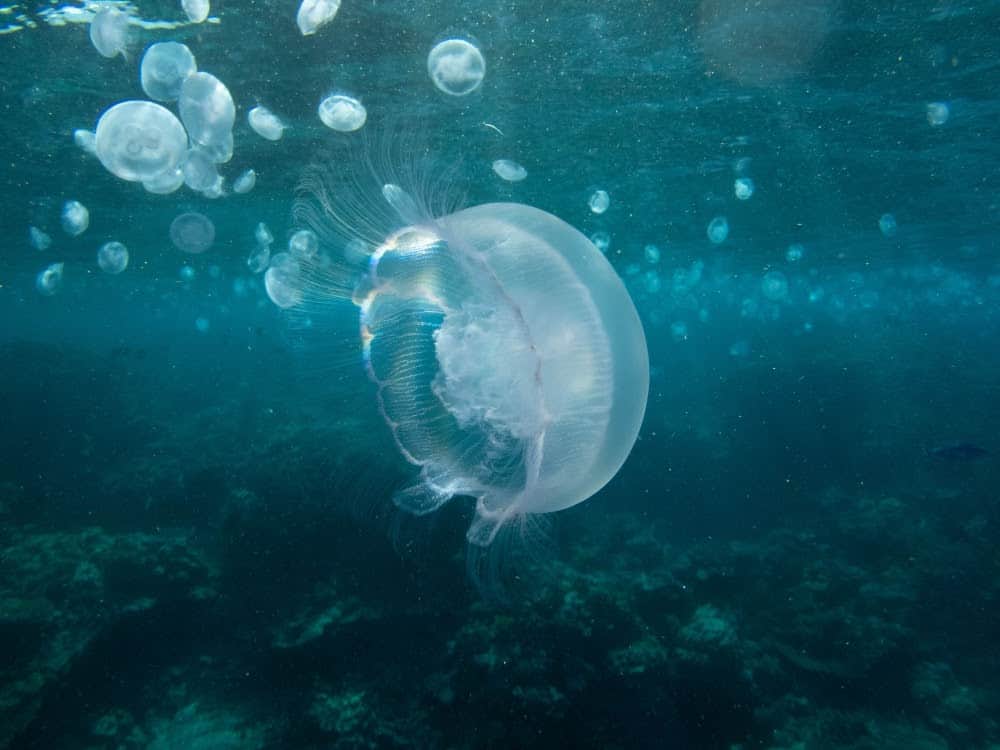 Jellyfish Snot Can Sting a Human Without Even Touching Skin