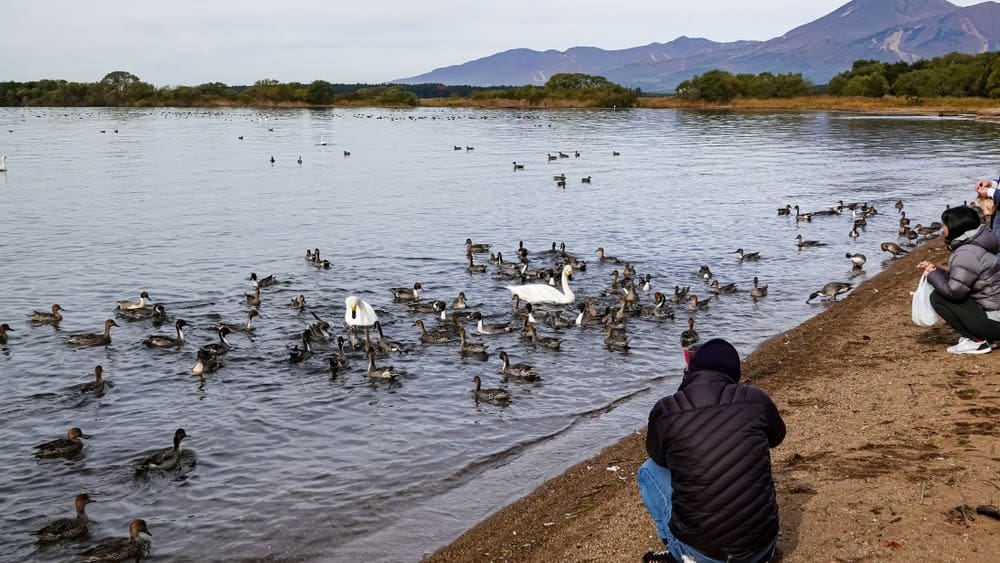 New Species Living in Fukushima, Japan&#8217;s Nuclear Accident Zone