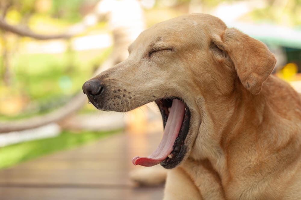 The Science Behind Why Yawning Is &#8216;Contagious&#8217;