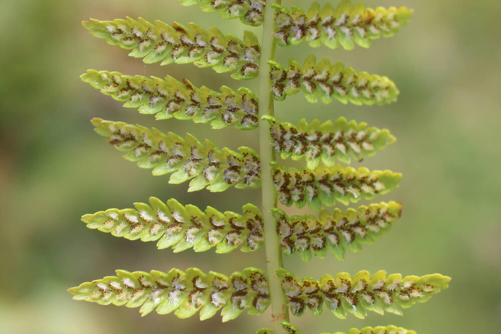 A Natural Science Enthusiast&#8217;s Guide to Medicinal Plants