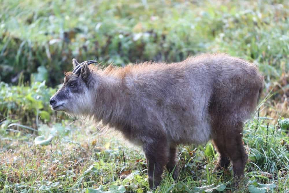 New Species Living in Fukushima, Japan&#8217;s Nuclear Accident Zone