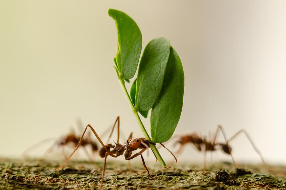 Here&#8217;s How Ants and Other Animals Find Their Way Home