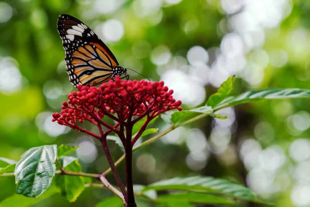 Monarch Patterns Are Changing &#8211; Here&#8217;s Why