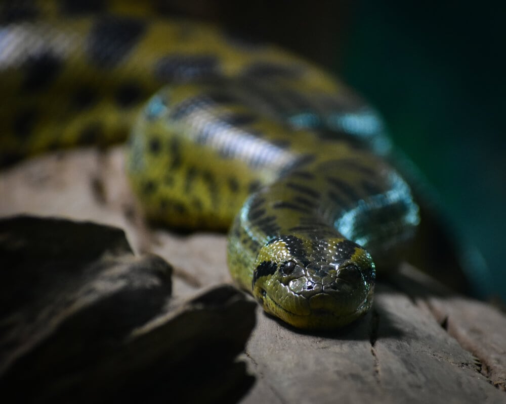 Amazing Creatures Found in the World&#8217;s Largest Rainforest