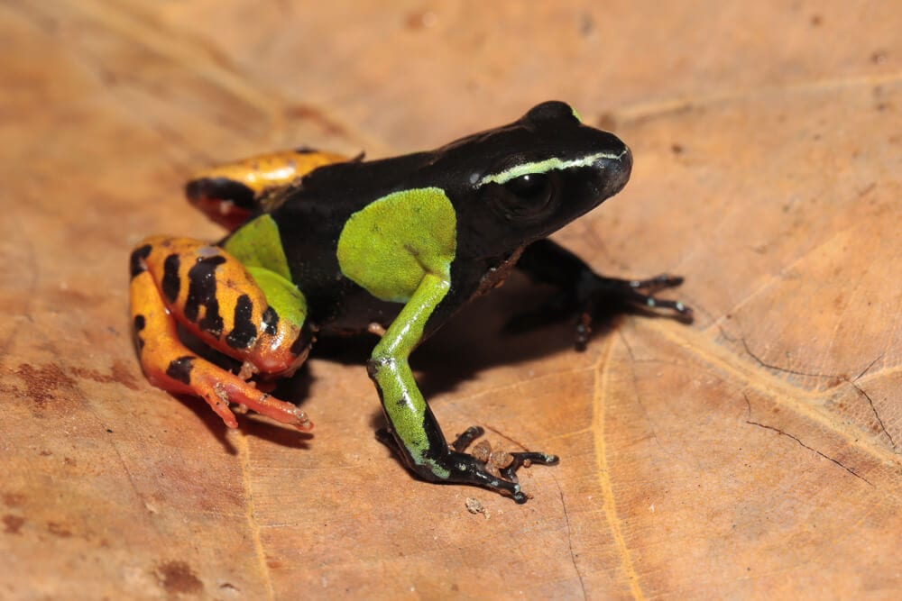 Some of these Majestic Animals Can Only be Found in Madagascar