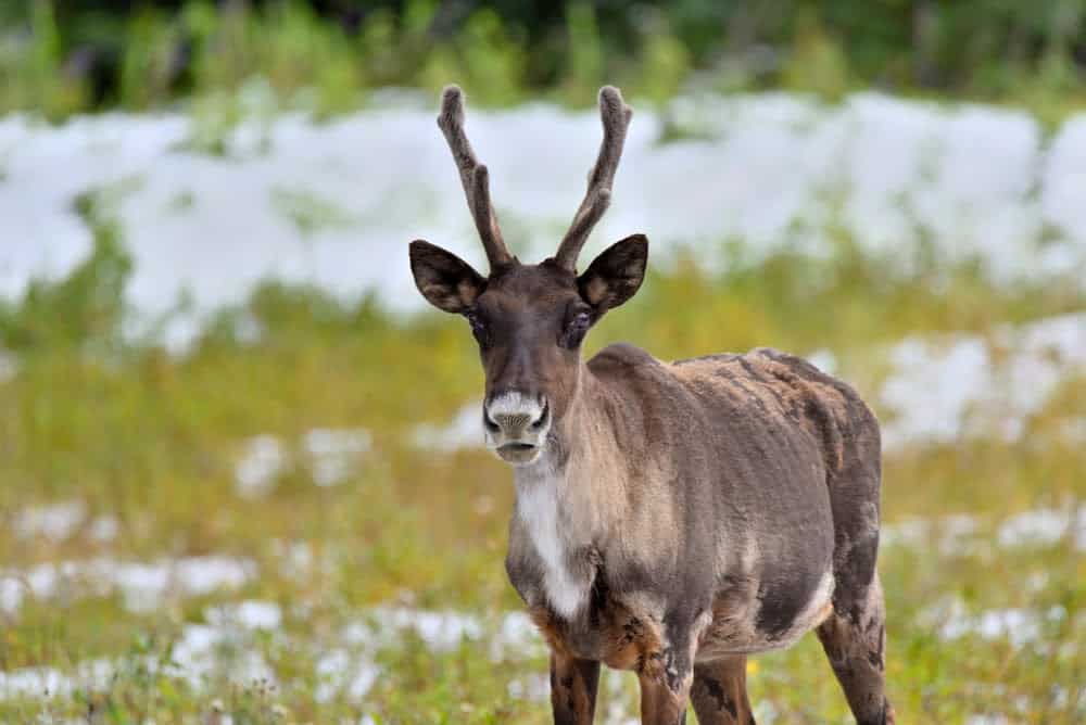 Wildlife in Alaska Puts the Continental US to Shame