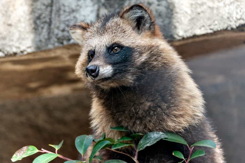 New Species Living in Fukushima, Japan&#8217;s Nuclear Accident Zone