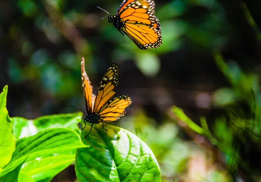 Monarch Patterns Are Changing &#8211; Here&#8217;s Why